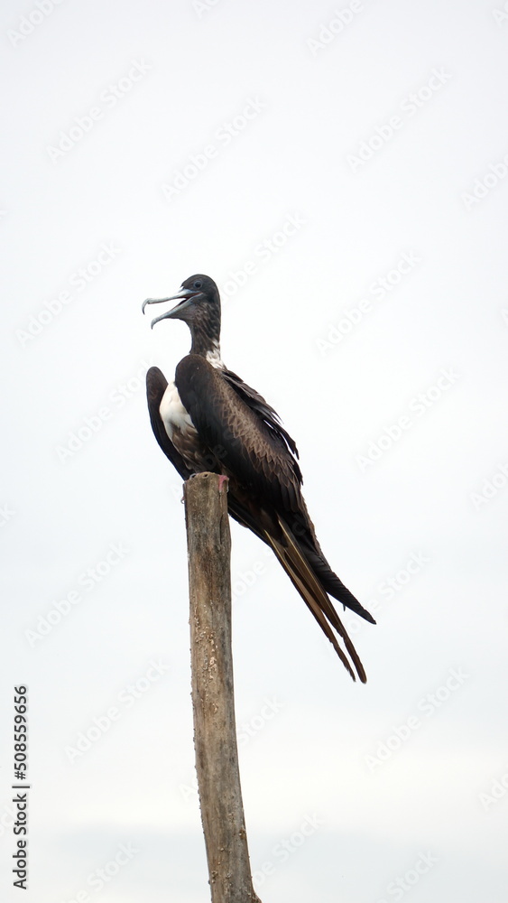 Magnificent frigatebird (Fregata magnificens) perched on a post at La Segua Wetlands in Manabi, Ecuador Magnificent frigatebird (Fregata magnificens) perched on a post at La Segua Wetlands in Manabi, Ecuador