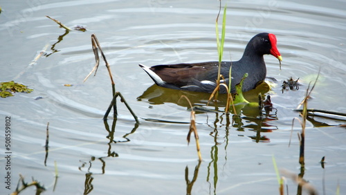 Common gallinule (Gallinula galeata) swimming at La Segua Wetlands in Manabi, Ecuador photo