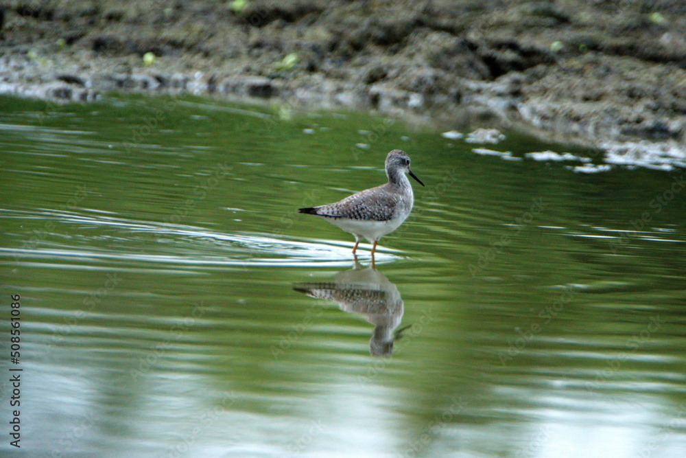 Lesser yellowlegs (Tringa flavipes) wading in shallow water at La Segua Wetlands in Manabi, Ecuador Lesser yellowlegs (Tringa flavipes) wading in shallow water at La Segua Wetlands in Manabi, Ecuador