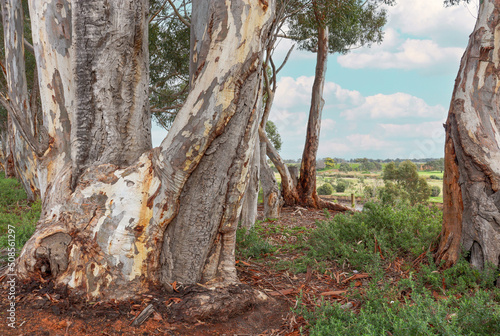 eucalyptus trees overlooking werribee river