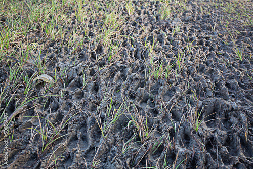 green moss on the ground