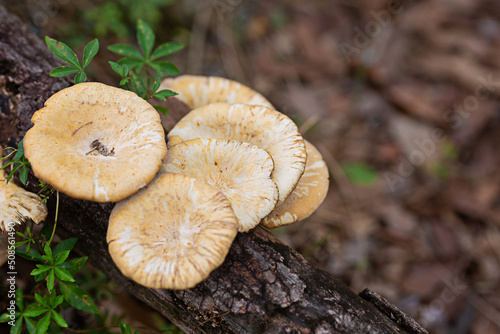 Mushrooms grow naturally on the logs.