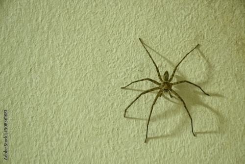 huge common huntsman spider crawling on home wall in night