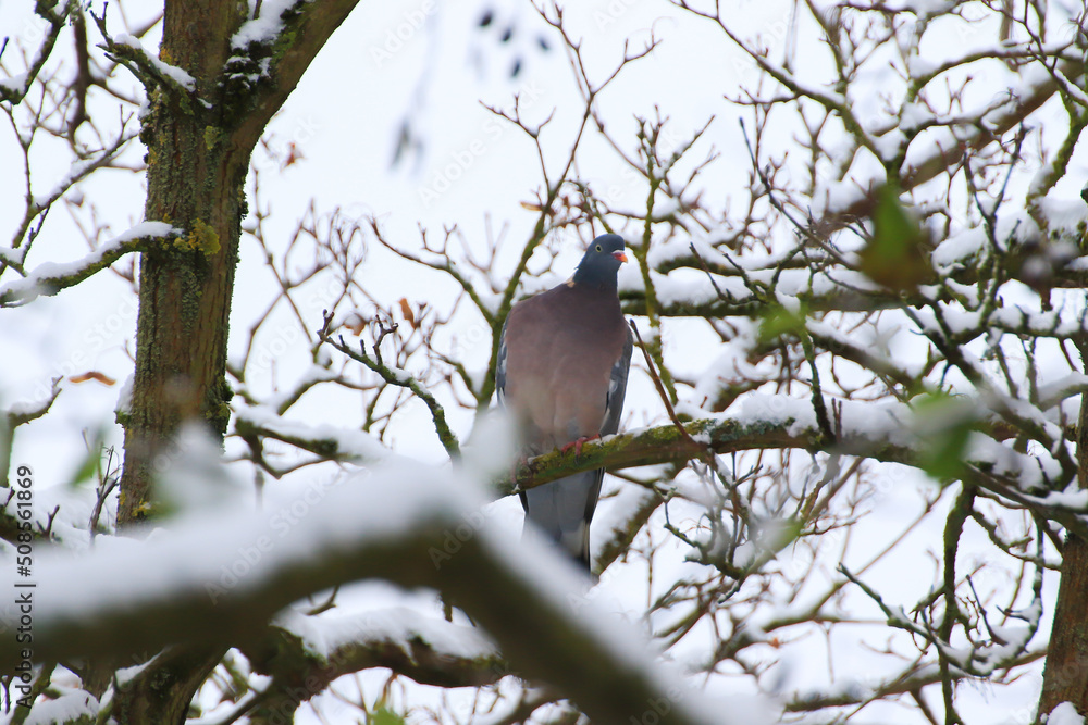 The common wood pigeon (Columba palumbus) is a large species in the dove and pigeon family. Bird with gray plumage sitting on the branches in winter season