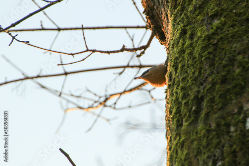 The Eurasian nuthatch or wood nuthatch (Sitta europaea) is a small passerine bird with blue back and orange lower part of body and a white head with black mask