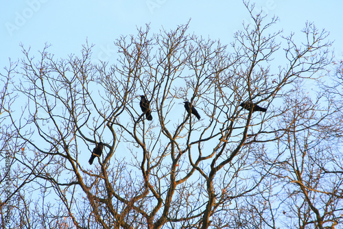 Group of crows sitting on a tree