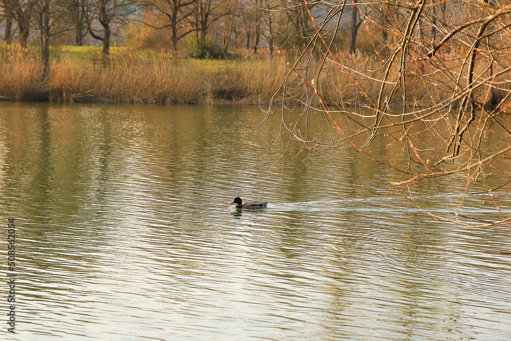 Regensburg, Germany: male Mallard duck in the water near Danube river Regensburg, Germany: male Mallard duck in the water near Danube river