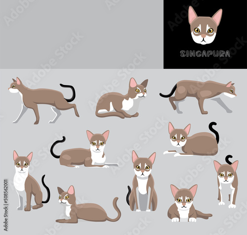 Cat Singapura Cartoon Vector Illustration Color Variation Set
