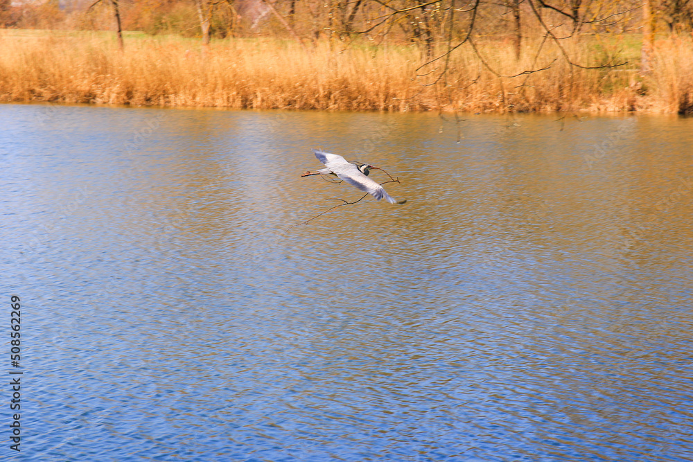 Closeup of a gray heron flying above the water and holding a dry branch in its beak Closeup of a gray heron flying above the water and holding a dry branch in its beak