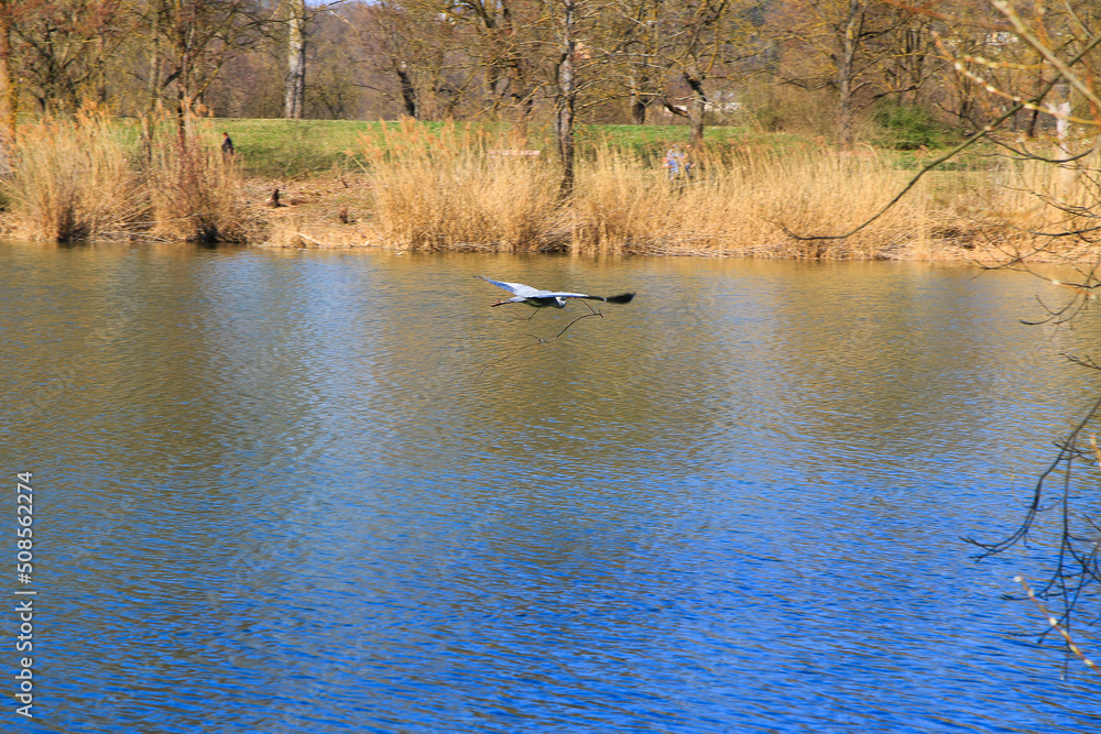 Closeup of a gray heron flying above the water and holding a dry branch in its beak Closeup of a gray heron flying above the water and holding a dry branch in its beak