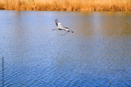 Closeup of a gray heron flying above the water and holding a dry branch in its beak