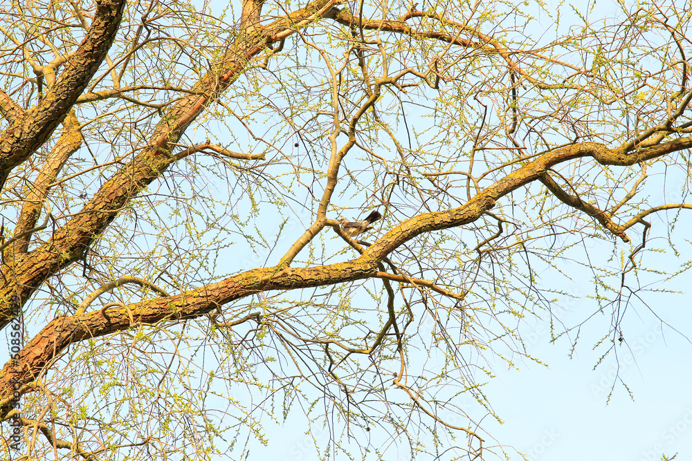 Turdus pilaris, Fieldfare on a tree branck in spring Turdus pilaris, Fieldfare on a tree branck in spring