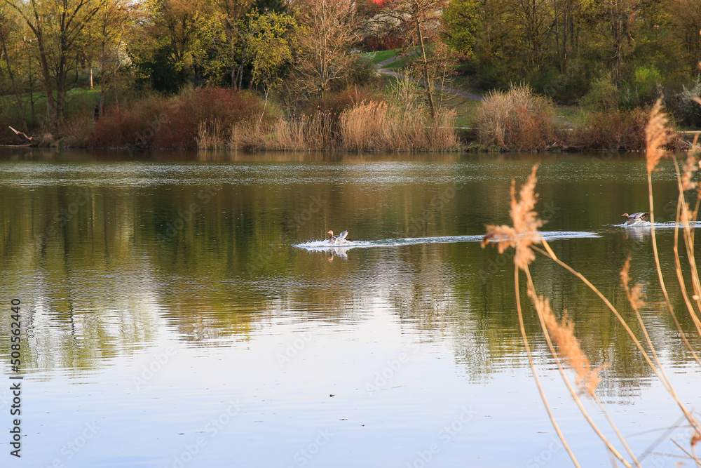 Regensburg, Germany: wild goose flaying near the Danube water stream