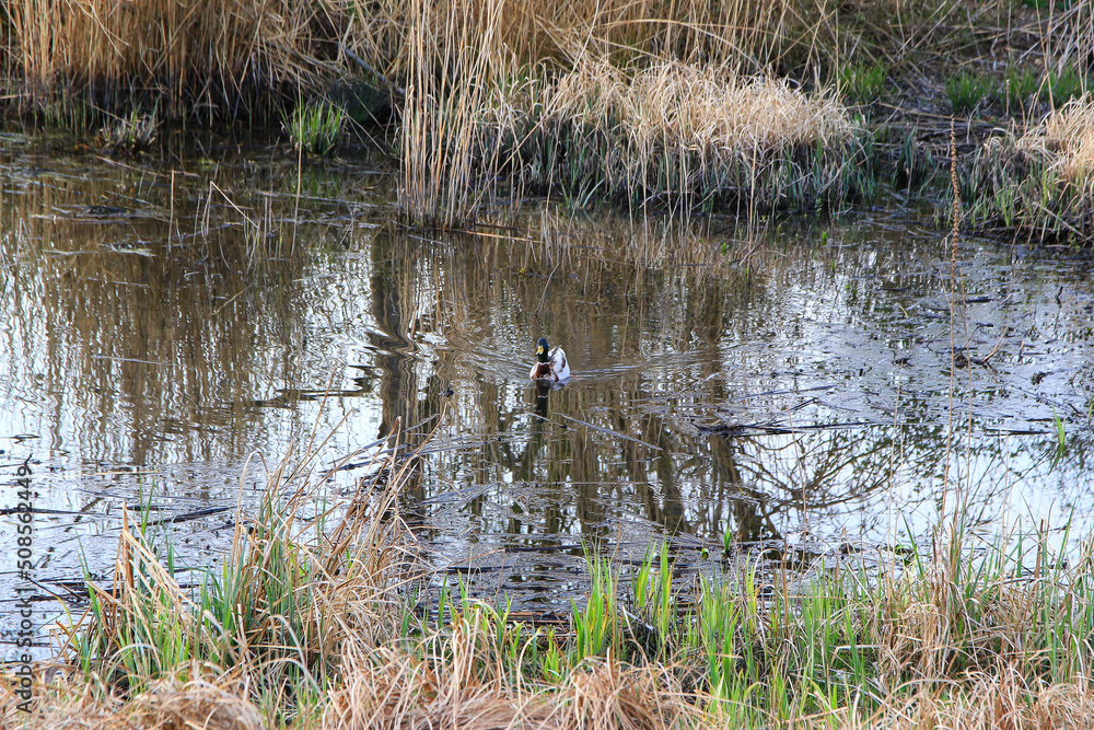Regensburg, Germany: wild duck floating on water in a swamp in autumn time