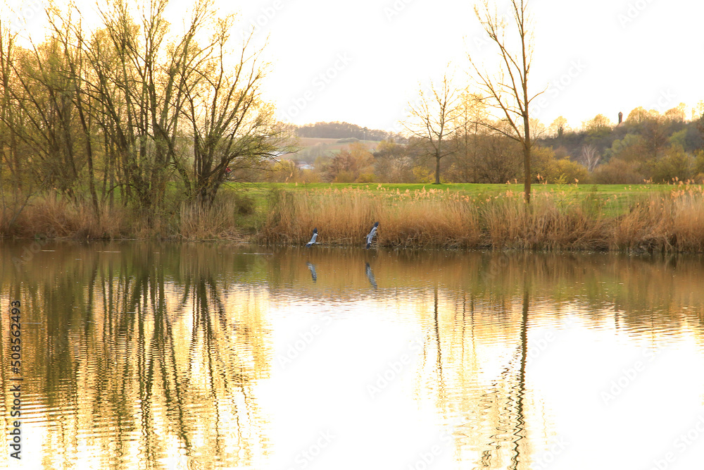 A couple of gray heron flying above the water at sunset