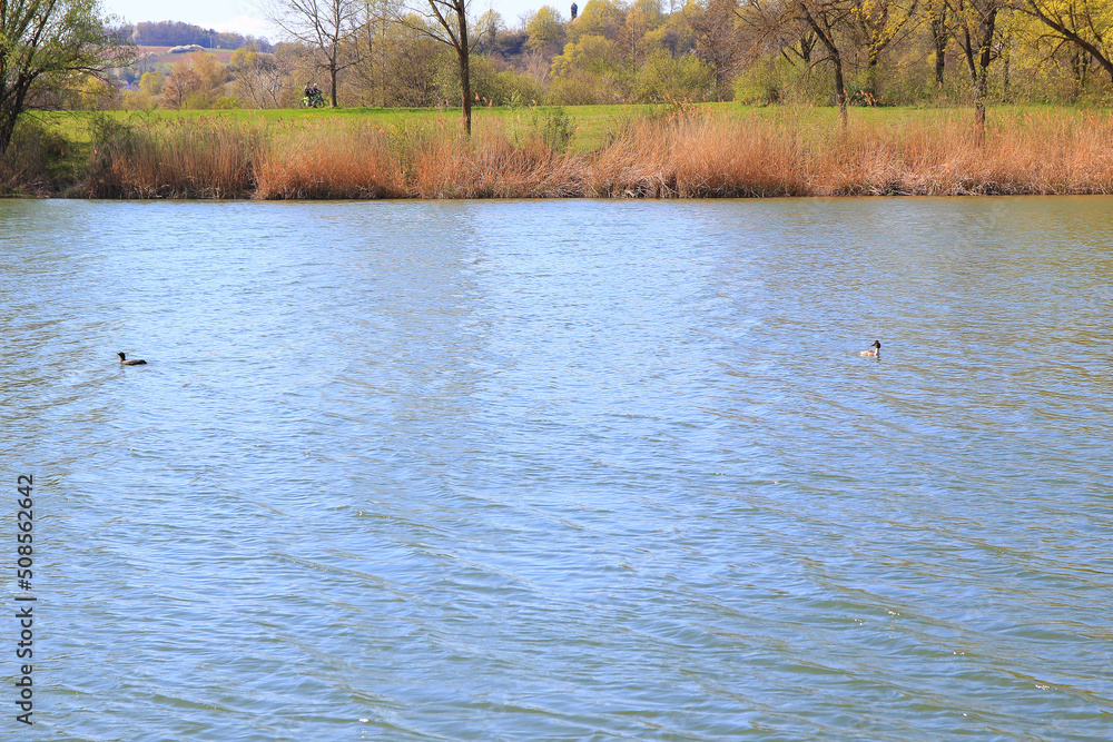 Regensburg, Germany: Great crested grebe bird floating on the Danube riverv