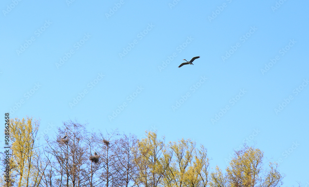 Regensburg, Germany: Grey heron bird Ardea cinerea flying near Danube river Regensburg, Germany: Grey heron bird Ardea cinerea flying near Danube river