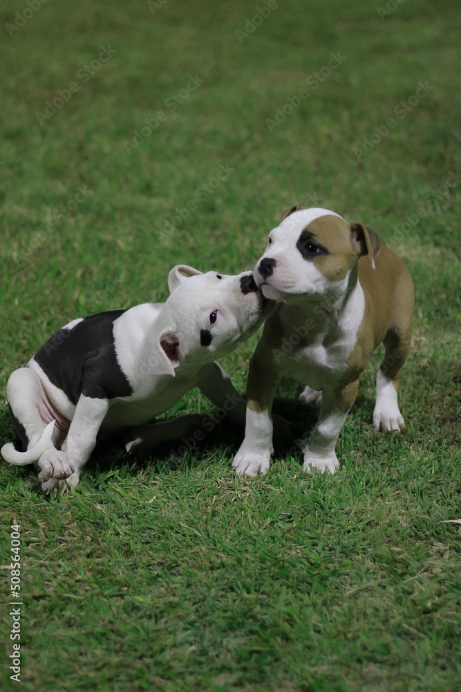 PITBULL puppies playing in the grass.