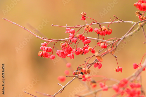 Regensburg, Germany: Red and orange berries on a tree in winter photo