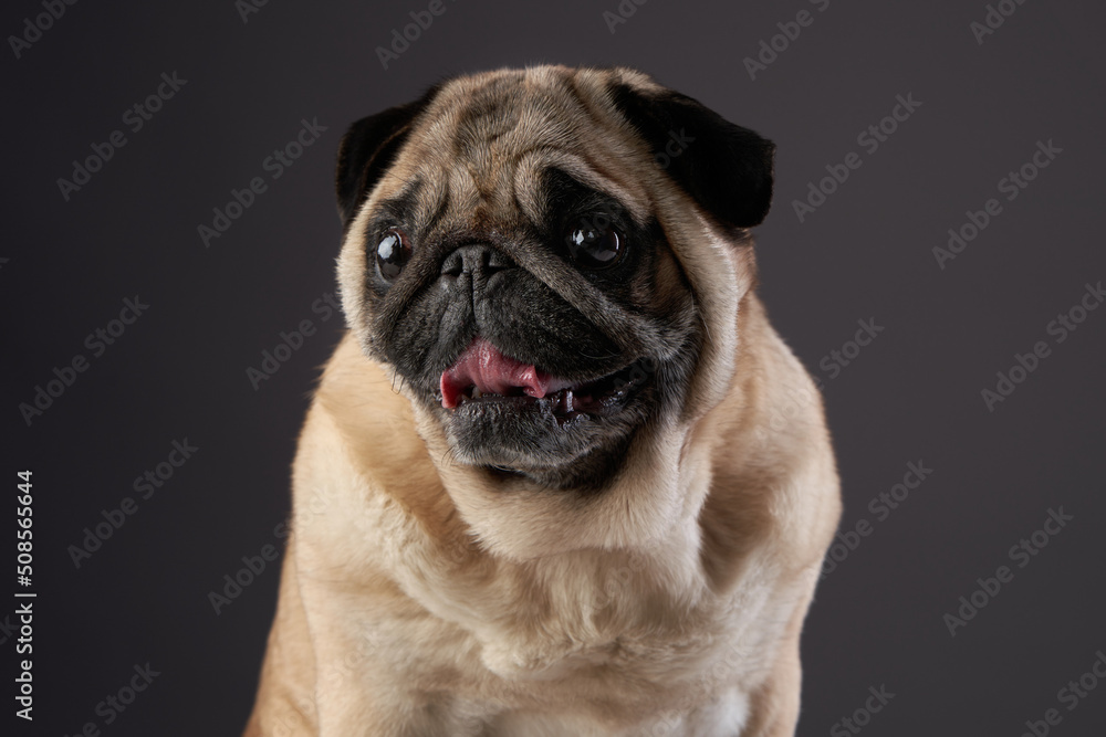 charming pug on a dark background. Pet portrait in studio