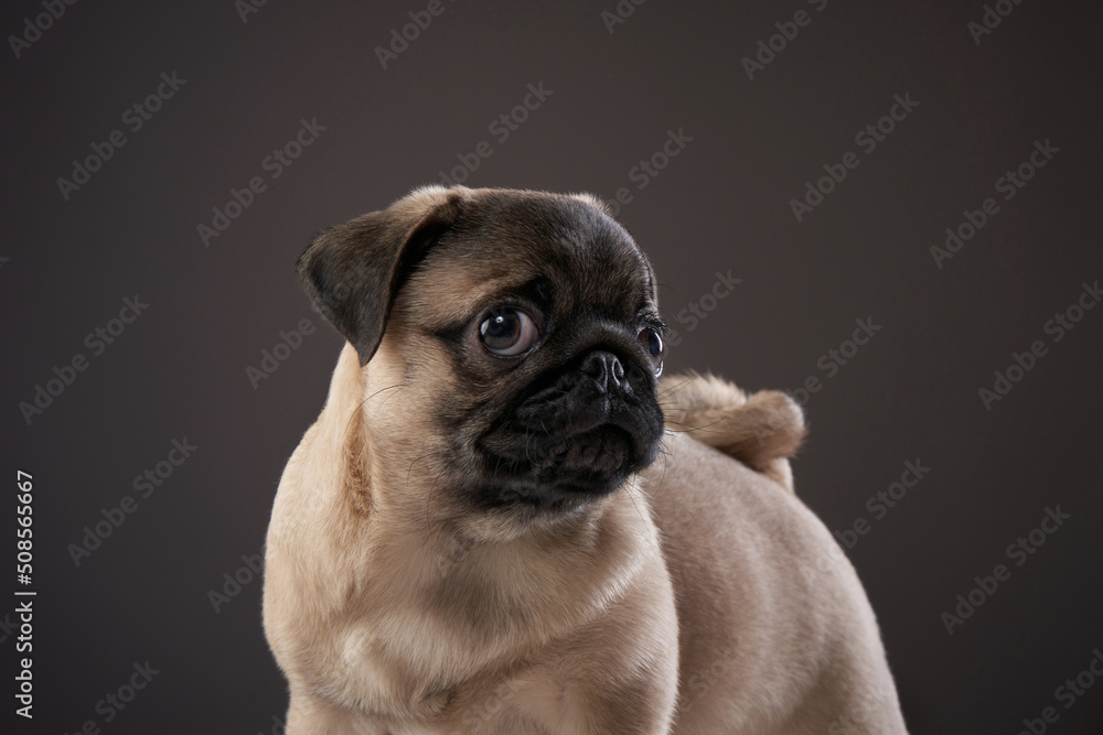 charming pug on a dark background. Pet portrait in studio charming pug on a dark background. Pet portrait in studio
