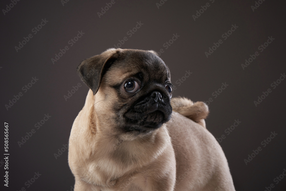 charming pug on a dark background. Pet portrait in studio