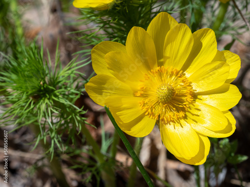Yellow flower of Adonis vernalis in the spring, close-up, selective focus.