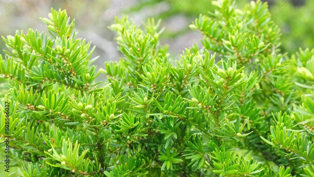 Juniper branches swing in the wind. Close-up. Juniper branches swing in the wind. Close-up.