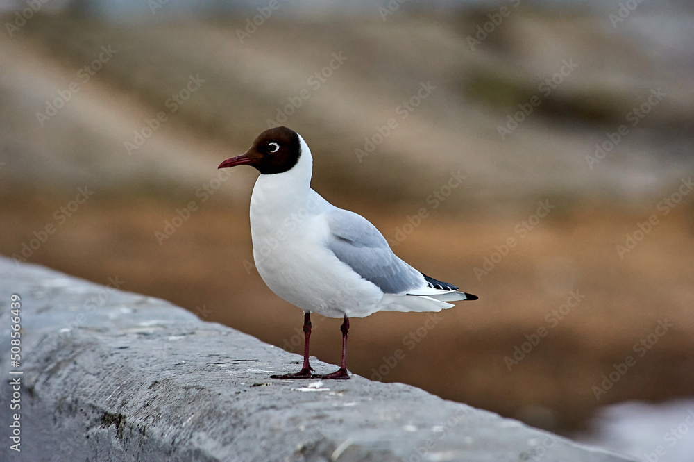 A seagull stands on a gray concrete parapet A seagull stands on a gray concrete parapet