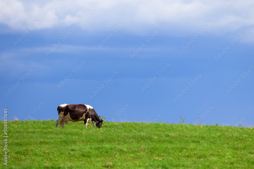 The cow grazes on a green meadow. In the background is a blue rain cloud.