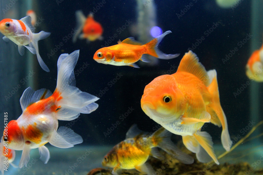 Ornamental fish. Comet and Goldfish. Ornamental fish. Comet and Goldfish.