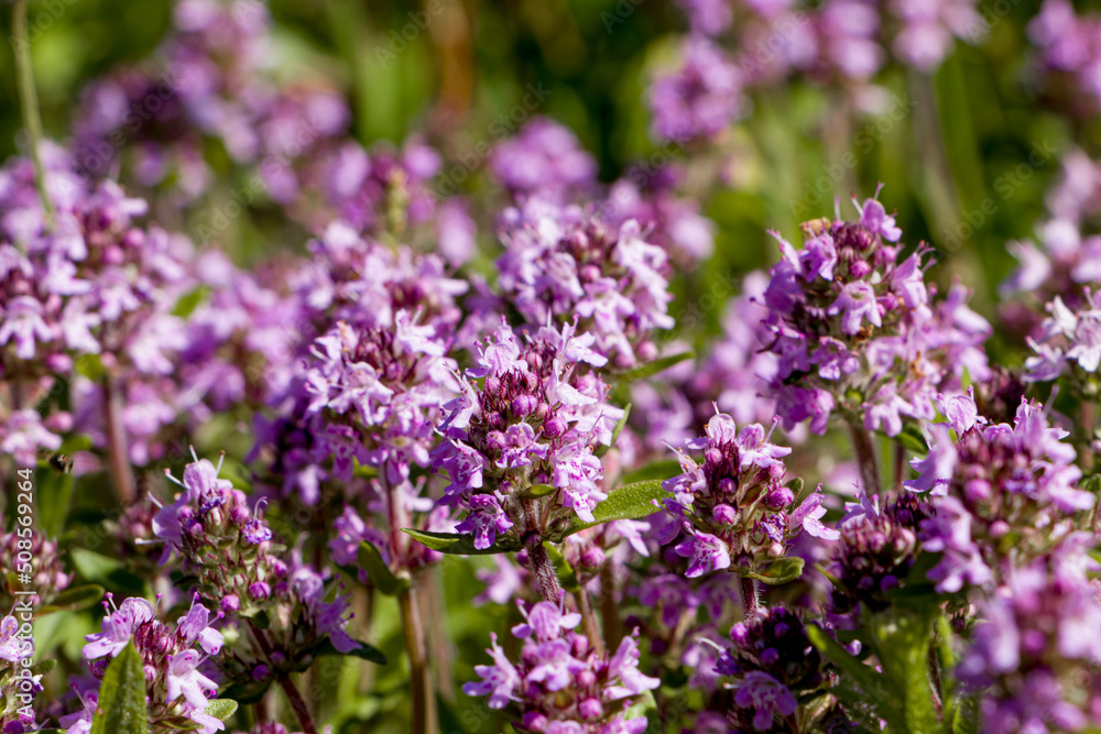 Selective focus. Purple flowers of thyme in natural habitat. Сreeping thyme. Selective focus. Purple flowers of thyme in natural habitat. Сreeping thyme.