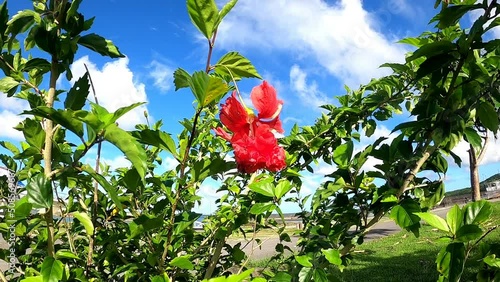 ハイビスカスと青空
