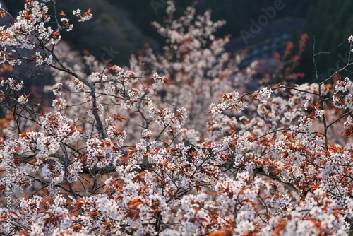 朝日を浴びて輝く白いの山桜＠吉野、奈良 photo