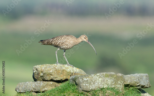 Fotografia Adult curlew in Springtime, foraging with a long beak amongst a rocky outcrop on the North Yorkshire Moors, UK