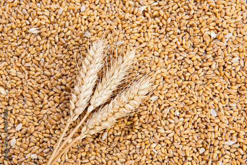 Ears of wheat and wheat grains background