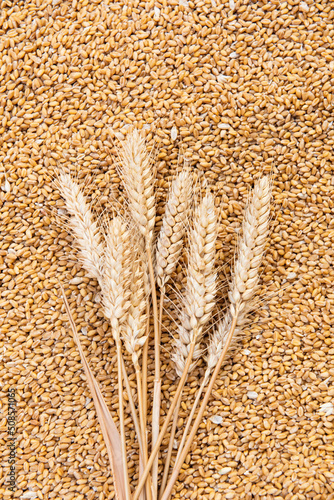 Ears of wheat and wheat grains background