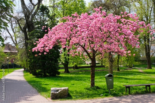 Blooming sakura. Beautiful picturesque park with blossoming sakura cherries and green lawn in spring © Ludek