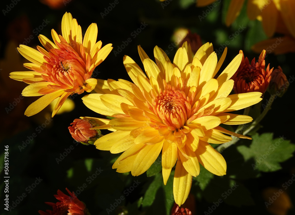 Chrysanthemum garden - plant flower Chrysanthemum garden - plant flower