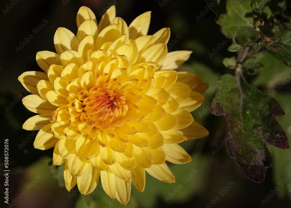 Chrysanthemum garden - plant flower Chrysanthemum garden - plant flower