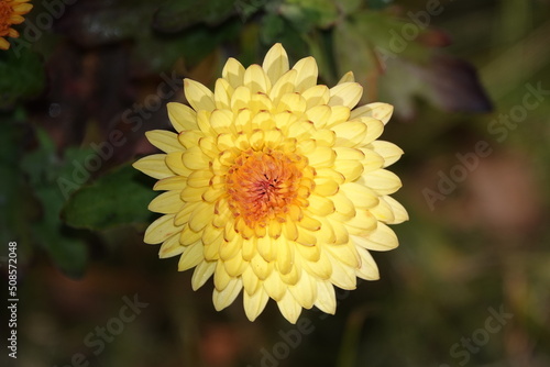 Chrysanthemum garden - plant flower