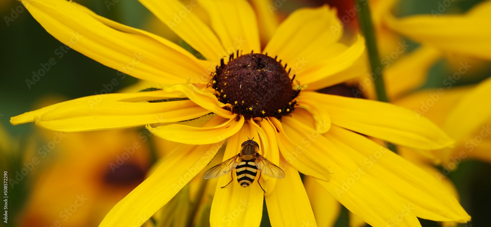 Rudbeckia Black-eyed - plant flower Rudbeckia Black-eyed - plant flower