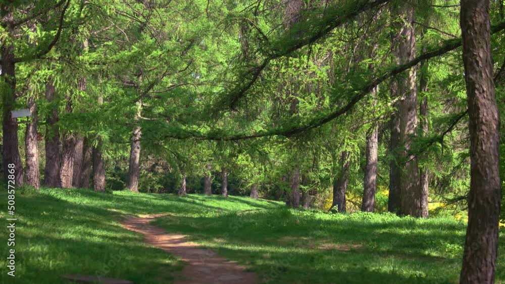 Beautiful view of park with green coniferous trees on a summer day. Majestic nature landscape. Beautiful view of park with green coniferous trees on a summer day. Majestic nature landscape.