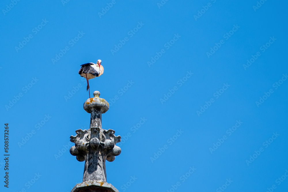 Stork against the clear blue sky
