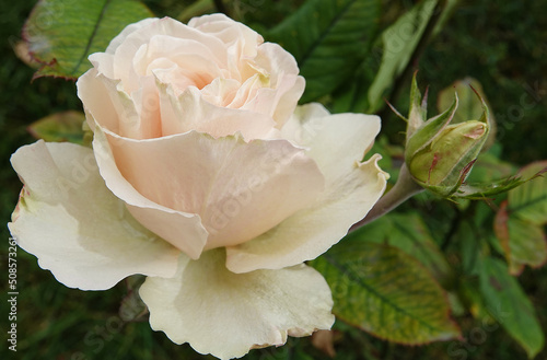 rose flower plant macro photo