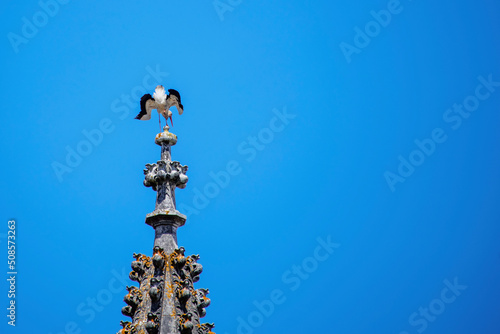 Stork against the clear blue sky