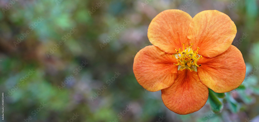 Shrub cinquefoil - plant flower Shrub cinquefoil - plant flower