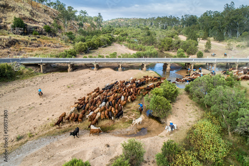 Aerial view of a mob of cattle being mustered across the Burnett River, Queensland. photo