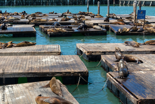 Sea lions on platforms in San Francisco  USA.