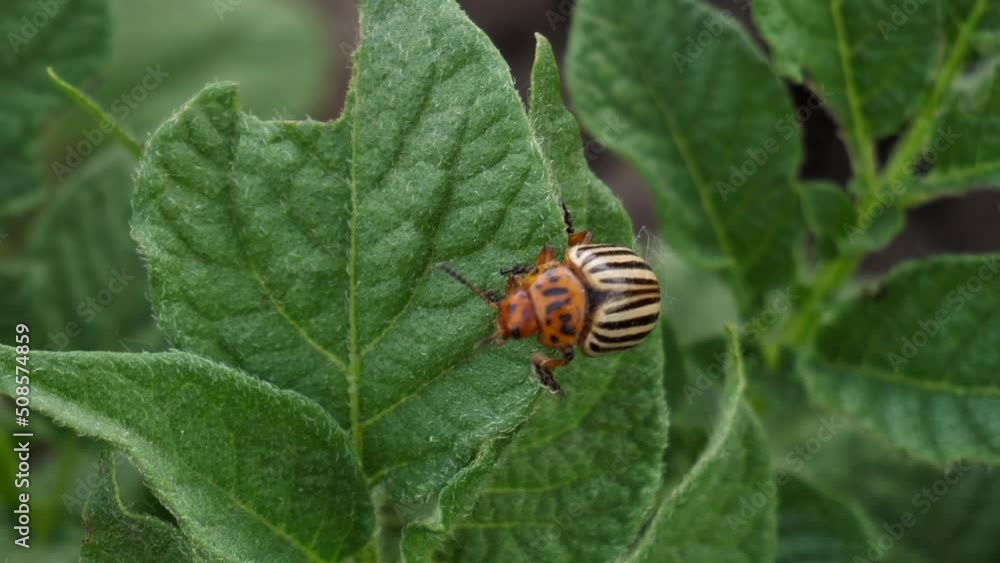 Colorado potato beetle close-up in potato leaves Colorado potato beetle close-up in potato leaves